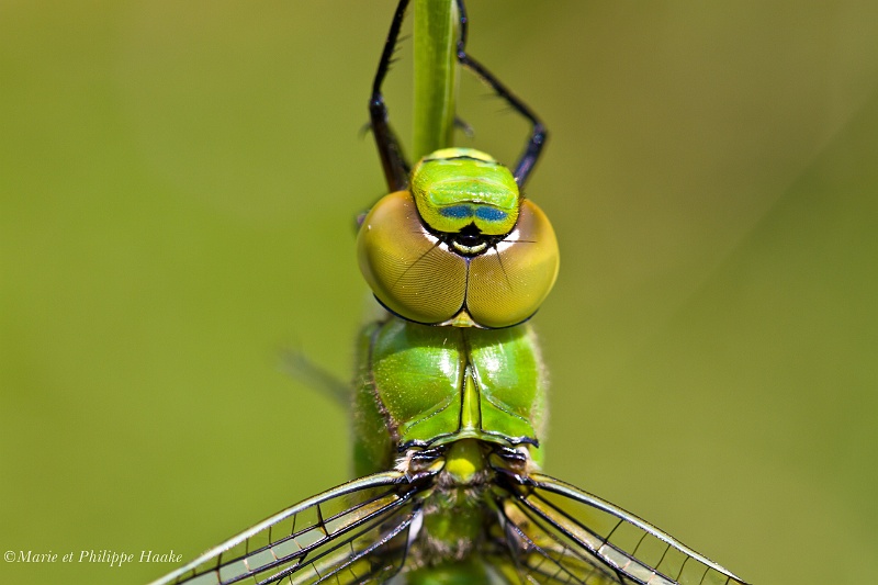 Anax empereur 2779_wm.jpg - Anax empereur (Ermitage, Genève, Suisse, août 2010)
